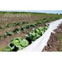 Агроволокно белое Agreen плотность 50 (1,6х100)